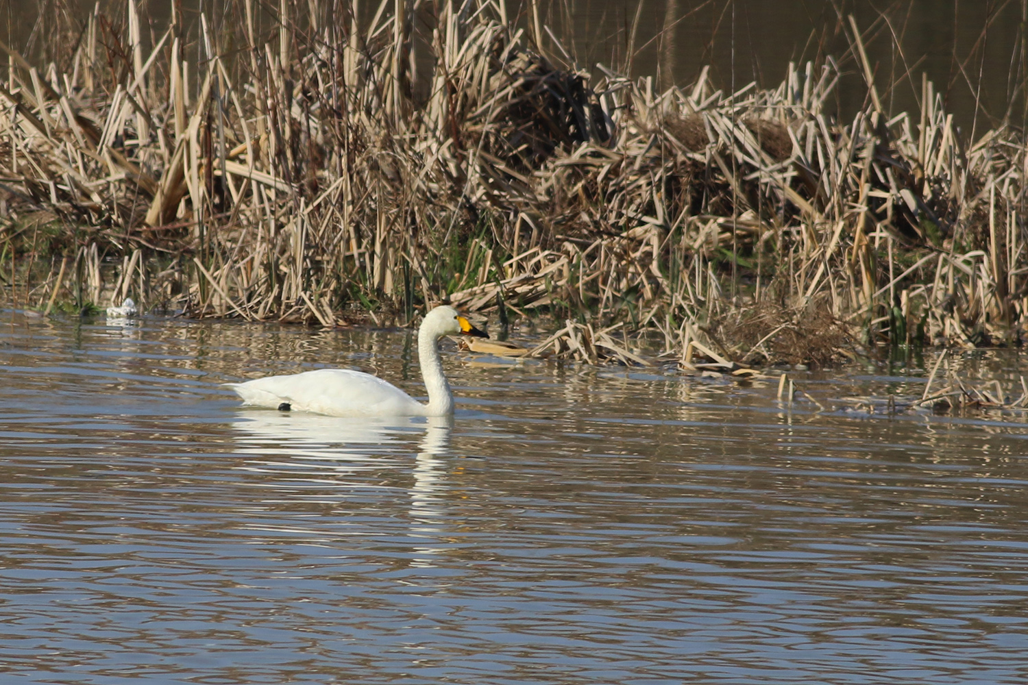 Tundra Swan